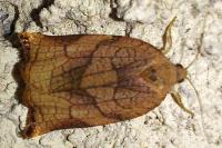 Archips podana