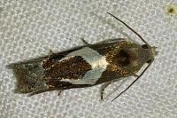 Epiblema foenella