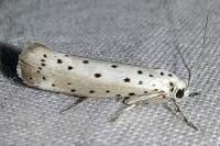 Yponomeuta