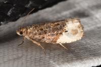 Hedya nubiferana