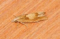 Eucosma conterminana