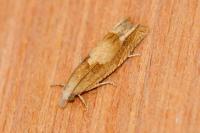 Eucosma conterminana