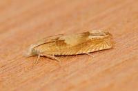 Eucosma conterminana