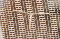 Emmelina monodactyla
