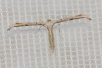 Emmelina monodactyla