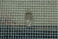 Agonopterix ciliella/heracliana