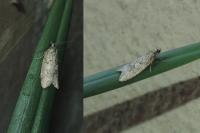 Cnephasia