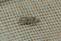 Agonopterix ciliella/heracliana