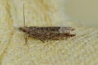 Ancylis tineana