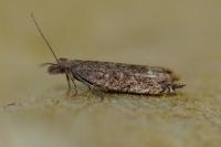 Ancylis tineana