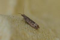 Ancylis tineana