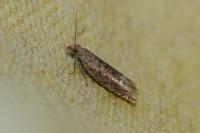 Ancylis tineana