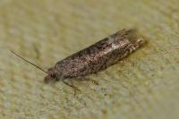 Ancylis tineana