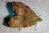 Choreutis nemorana