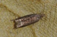 Ancylis tineana