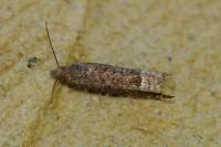 Ancylis tineana