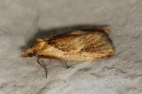 Phtheochroa inopiana