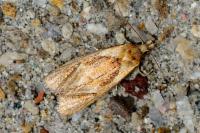 Phtheochroa inopiana