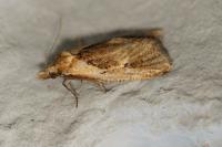 Phtheochroa inopiana