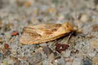 Phtheochroa inopiana