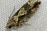 Zeiraphera isertana