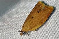 Clepsis consimilana