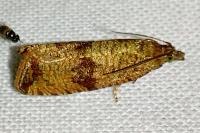 Celypha striana