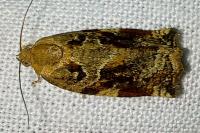 Archips xylosteana