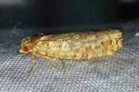 Lozotaeniodes formosana