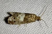 Notocelia