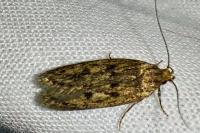 Hofmannophila pseudospretella