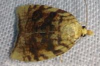 Aleimma loeflingiana
