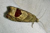 Notocelia uddmanniana