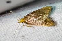 Eurodachtha pallicornella