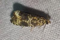Celypha lacunana
