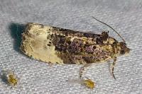Hedya nubiferana