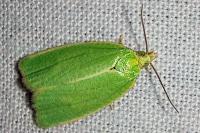 Tortrix viridana