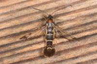 Synanthedon tipuliformis