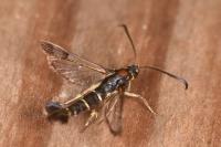 Synanthedon tipuliformis