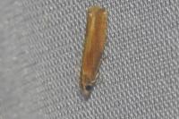 Eucosma obumbratana