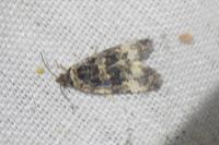 Endothenia