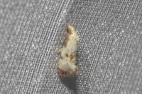 Neocochylis hybridella