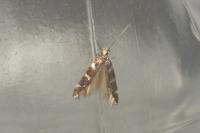 Oxypteryx wilkella