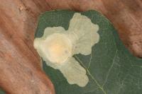 Tischeria ekebladella
