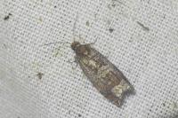 Ancylis achatana