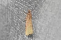 Celypha rufana
