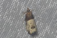 Notocelia roborana