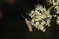 Plutella xylostella