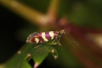 Micropterix allionella