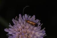 Nemophora metallica